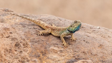 Naklejka na ściany i meble Reptil africano, lagarto con la cabeza grande y azulada