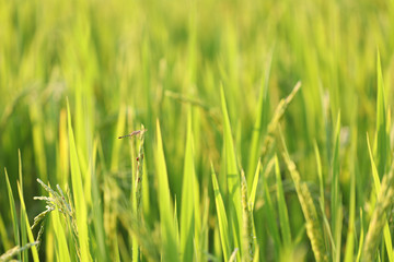 Dragonfly on top of rice leaf 