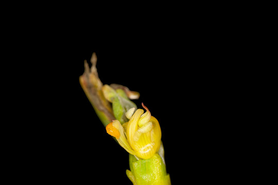 Gall midge larva in a infected bulb flower