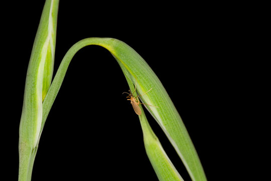 Gall Midge laying eggs in a plant stem