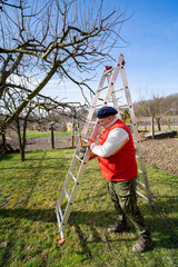 Work in the home garden. A gardener setting up a ladder.A scene from everyday life.