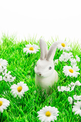 Osterhase auf der Blumenwiese
