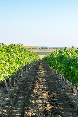 Obraz premium Vineyard on a sunny summer day with a blue sky in Moldova. Copy space