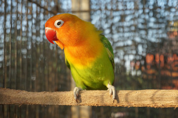  Lovebird in the bird cage