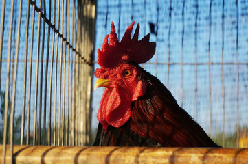  A Rooster  in a cage © sukarman