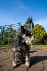 A beautiful miniature schnauzer in a home garden. The dog guards the property.