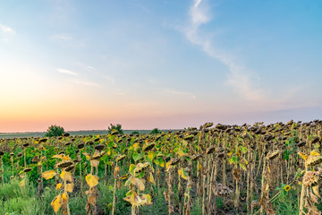 Beautiful sunflower field at sunset. Ripe sunflower field at sunset with a beautiful sky. Organic ripe sunflower field at sunset in autumn