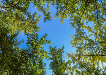 Obraz premium forest