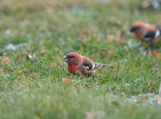 The two-barred crossbill (Loxia leucoptera) is a small passerine bird in the finch family Fringillidae.