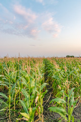 Beautiful green corn field at sunset. Corn field at sunset with beautiful sky. Organic Corn field at sunset