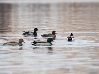 The greater scaup (Aythya marila), just scaup in Europe. 