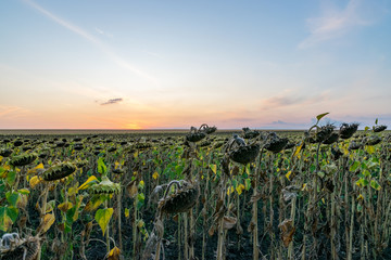 Beautiful sunflower field at sunset. Ripe sunflower field at sunset with a beautiful sky. Organic ripe sunflower field at sunset in autumn