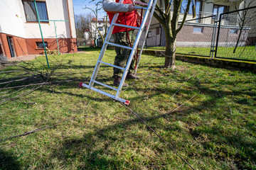 Gardener carrying a ladder. Work in the garden. Gardener watching a fruit tree before pruning. Work in the home garden. A scene from everyday life.
