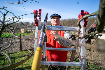 Man pruning fruit tree branches. Work in the home garden. A scene from everyday life.