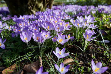 Carpet of Crocus