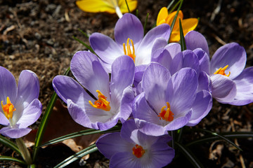 crocus in spring