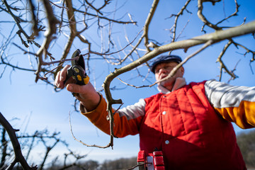 Hand holding a pruning shears. Man pruning fruit tree branches. Work in the home garden. A scene...