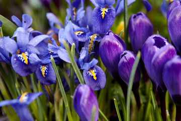 Crocus and Iris