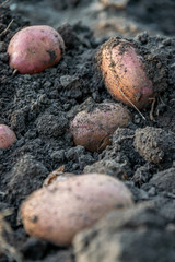 Potato close up. Freshly harvested potato on soil with roots. Organic potato, home gardening. Small farm potato harvest, fresh from the ground