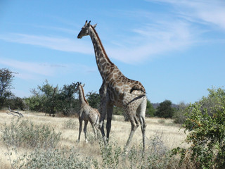 Giraffa camelopardalis angolensis
