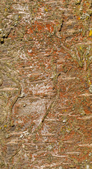 grey red orange texture of tree bark