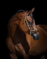 Portrait of a beautiful chestnut arabian horse look back isolated on black background, head closeup