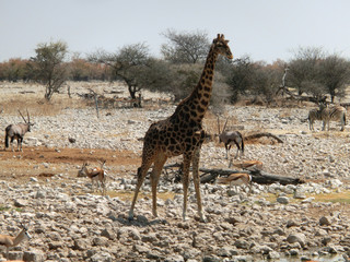 Giraffa camelopardalis angolensis
