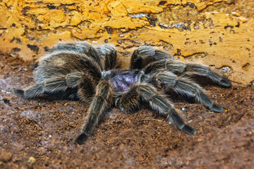 Grammostola aureostriata South American land tarantula spider sits on the ground.