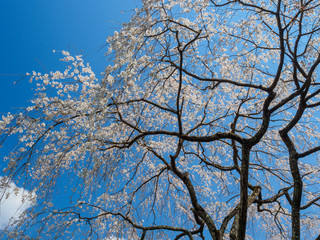 枝垂桜と青空