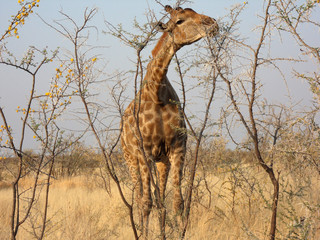 Giraffa camelopardalis angolensis