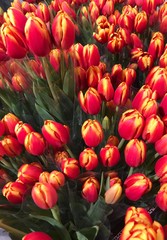Beautiful red yellow tulips on the market