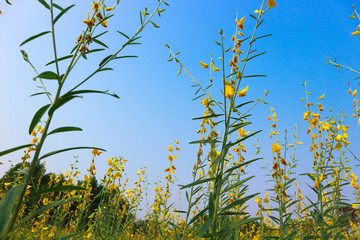 green leaves and blue sky