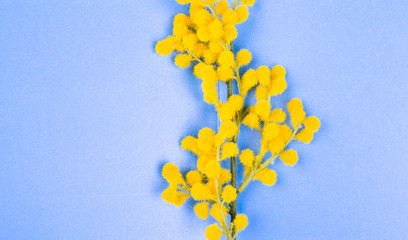 Mimosa branch on a blue background. Image for a gift card, free space for text. Copy space