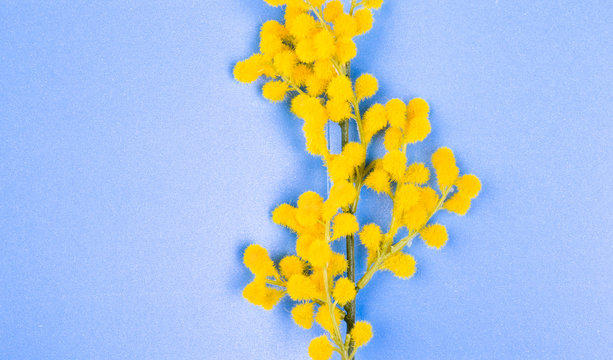 Mimosa branch on a blue background. Image for a gift card, free space for text. Copy space