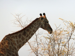 Giraffa camelopardalis angolensis