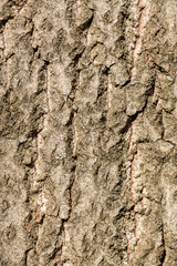 grey texture of tree bark