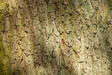 grey texture of tree bark in sun with shadows