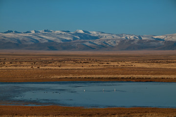 Mountain Altai, Russia. Swans rest on a small lake in the desert steppe between snow covered mountain ranges