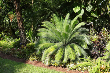 Giant Dioon in the Cycad family looks like a large fern with stiff fronds and sharp edges.