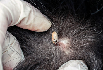 fat inflated blood dangerous insect mite stuck to the dog's skin among the parted hair