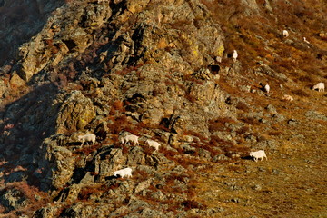 Russia. mountain Altai. A flock of sheep graze on the slopes of steep rocks near the village of Ongudai