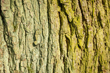 grey texture of tree bark in sun with green moss and lichen