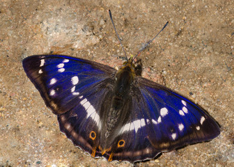 Apatura iris L, 1758  