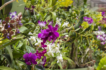  Peradeniya Botanical Gardens Kandy Sri Lanka: display of orchids and other tropical plants.