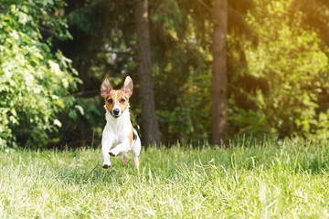Small Jack Russell terrier running towards camera on grass road, jumping with all four legs in air, ears up, water spraying from her wet fur, blurred trees in background