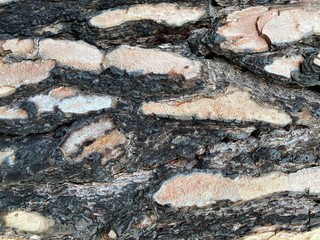 Close-up of a bright abstract wood surface.