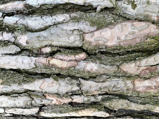 Close-up of a bright abstract wood surface.