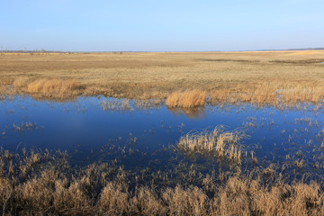 flooded spring meadow