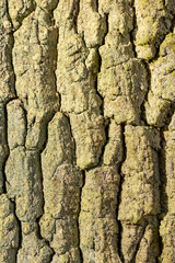 grey texture of tree bark in sun with lichen
