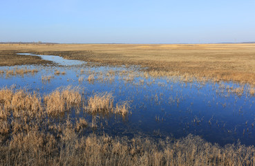 flooded meadow in spring steppe